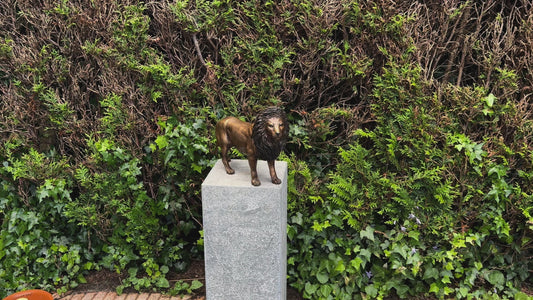 Bronze Lion 26x12x42cm